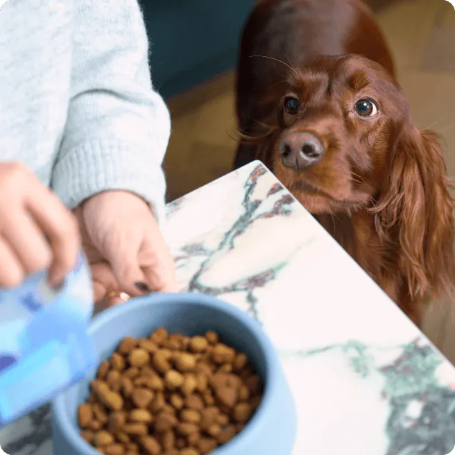 Bowl of tailored kibble