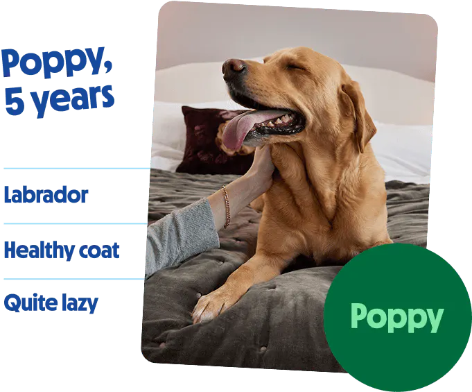 Range of tails.com dogs, from Autumn 6kg to Chester 32kg