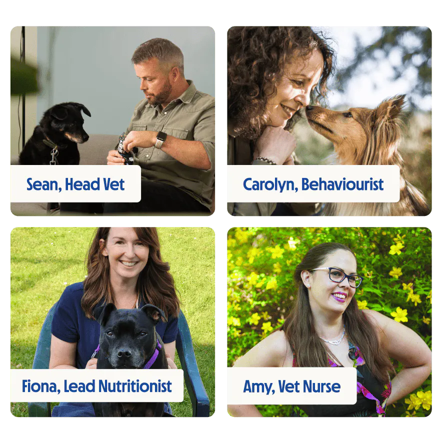 Experts in senior dog food and nutrition, pictured outdoors with dogs.