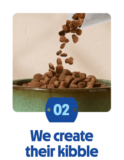 
                            Dry dog food kibble being poured into a bowl.
