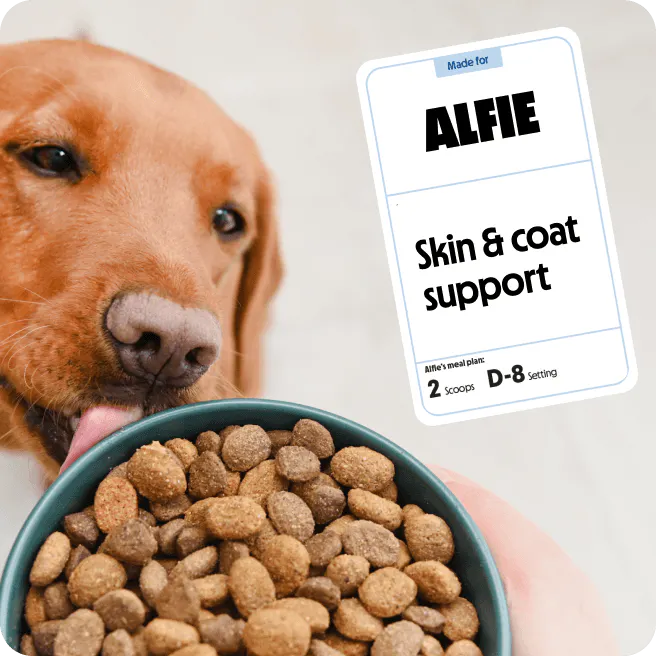 Alfie the dog licking his bowl of tails.com kibble