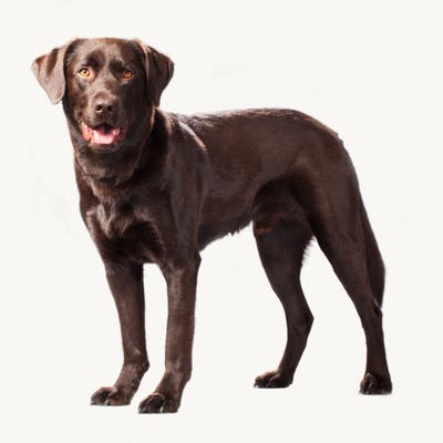 Healthy labrador