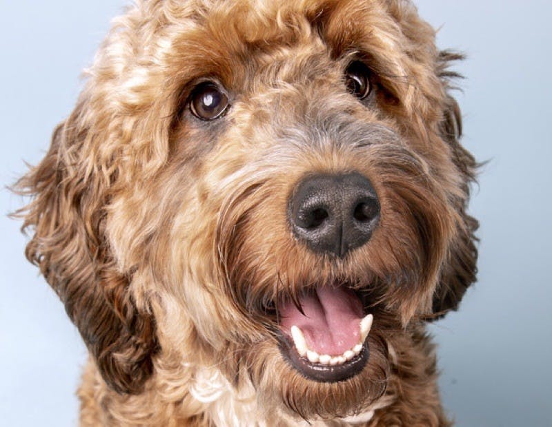 Chien regardant excité par la pensée de sa tails.com nourriture unique