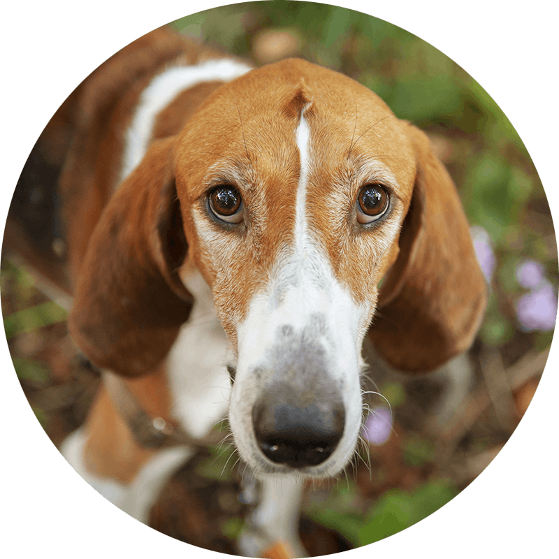 Lupin the American Foxhound