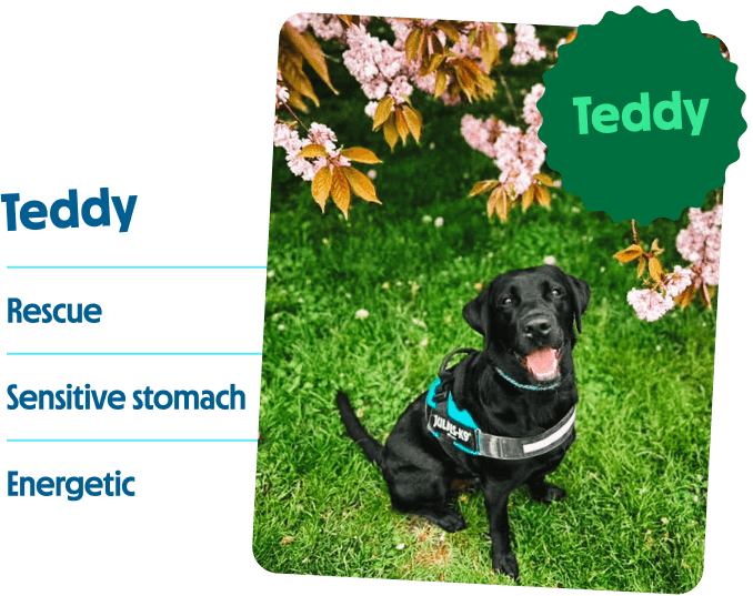 Teddy the rescue, sensitive stomach, energetic