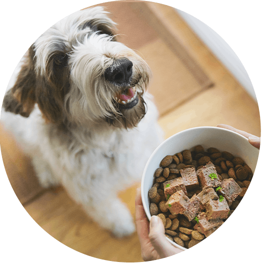 Stan enjoying senior dog food