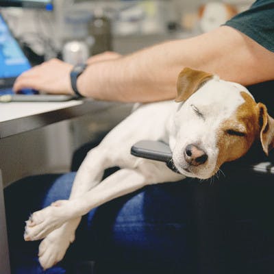 Unser Bürohund, Mr Patch schlafend auf dem Schoß seines Besitzers