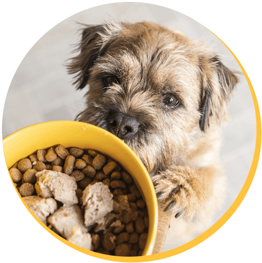 Image d'un chien stérilisé qui se lèche les babines devant ses croquettes tails.com