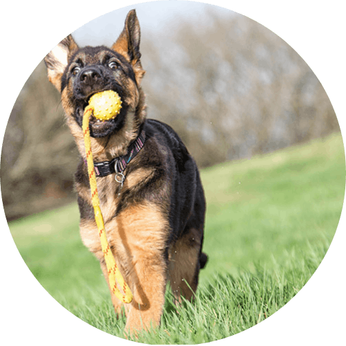 Image of German Shepherd with toy in its mouth