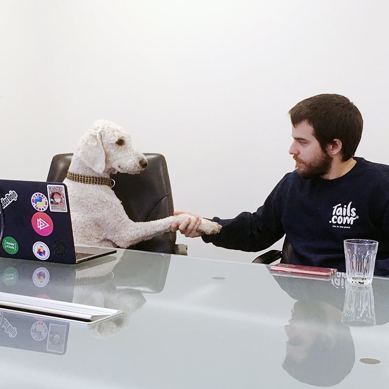 Business Meeting mit einem Hund