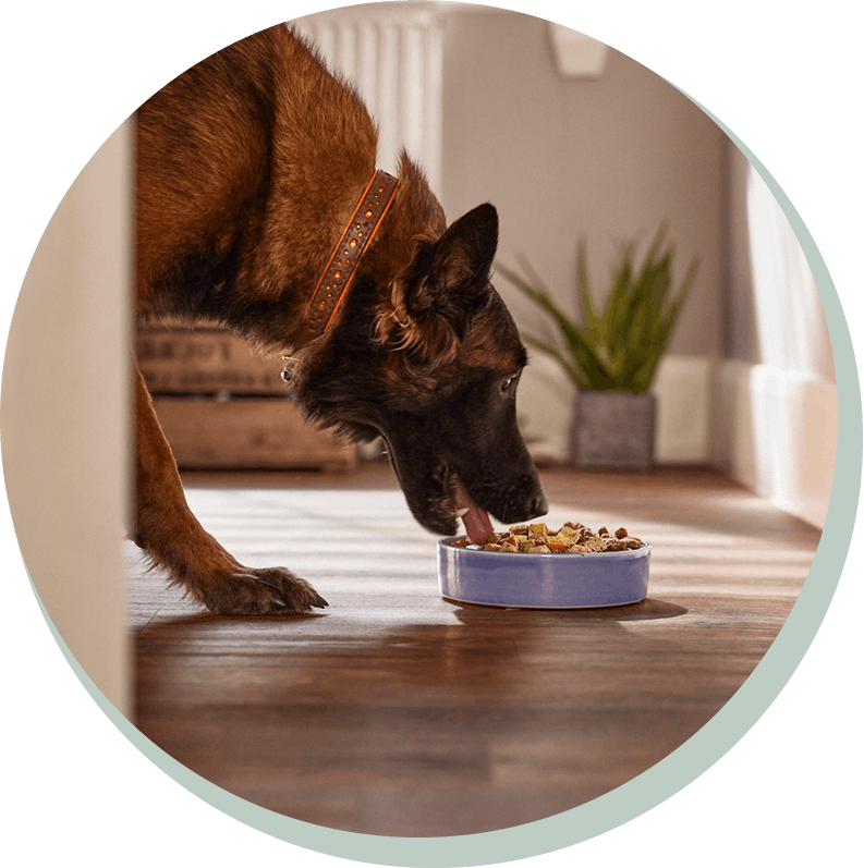 Dog eating tails.com wet food