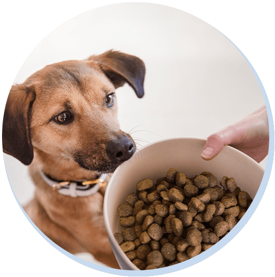 Des croquettes pour aider à gérer le poids de votre chien