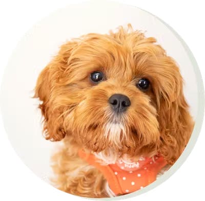 Une image de l'un des chiens de l'équipe de Tails.com appelé Bear.