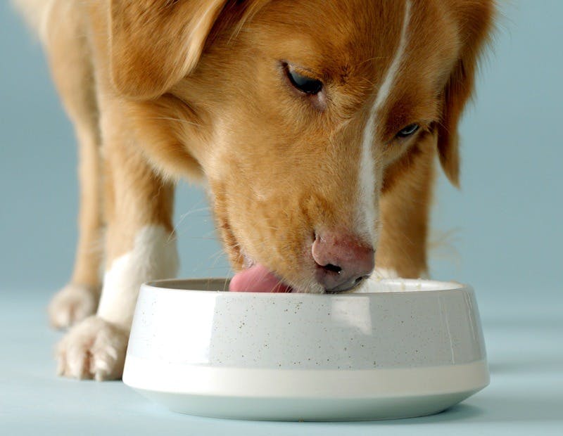 Chien léchant son bol proprement