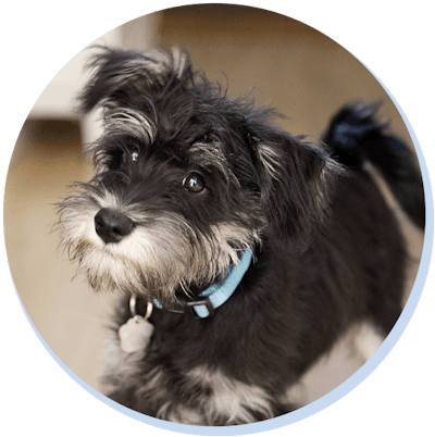 Bürohund Dylan