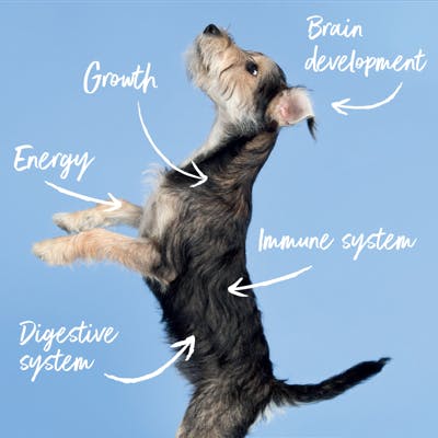 An image of one of Tails.com staff dogs called Bear as a puppy. Annotated with the core areas Tails.com food can help a growing puppy. For example, growth, brain development, energy, immune system and digestive system.