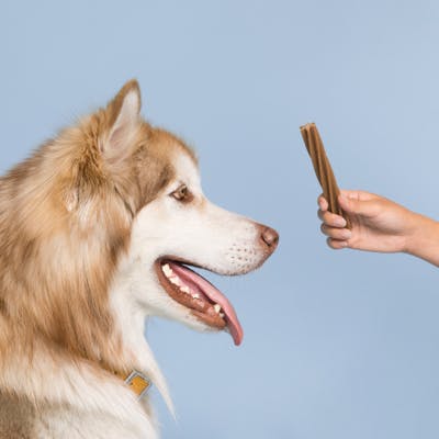 Main qui propose un bâtonnet dentaire tails.com à un chien