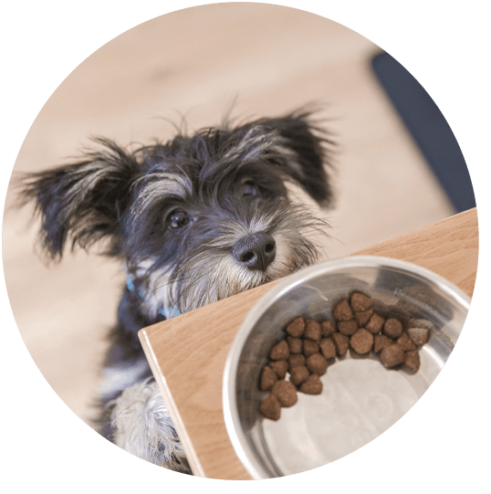 Image of dog and bowl