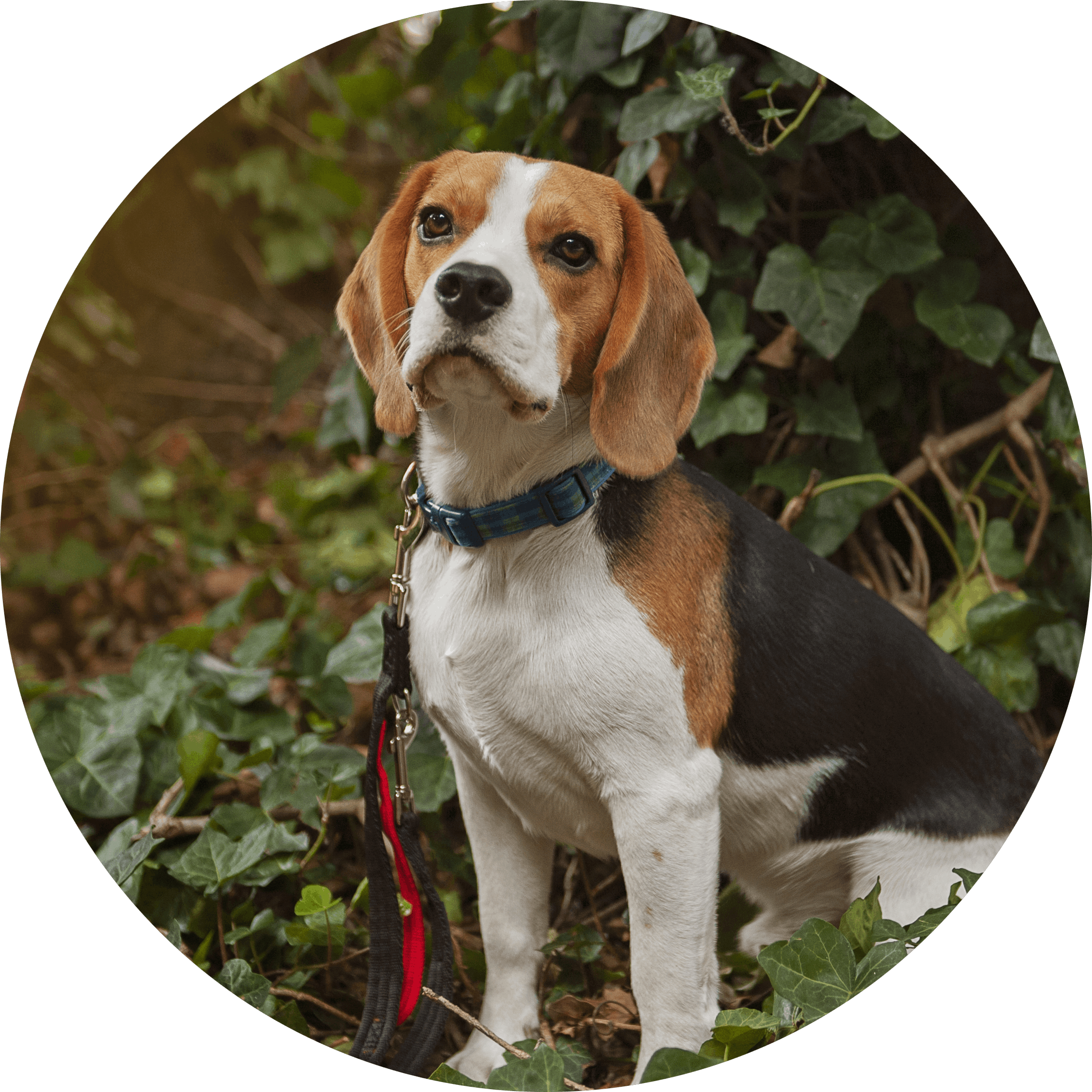 Balloo the beagle