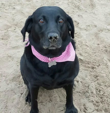 Customers dog Maize