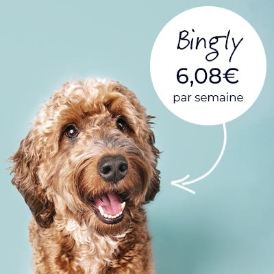 Photo d'un chien appelé Bingly qui a l'air heureux à son prix.