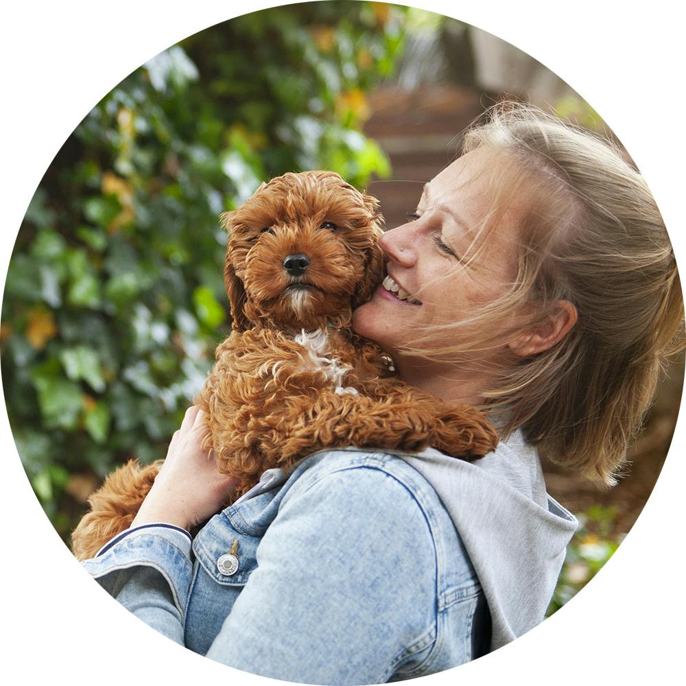 Owner holding a Cavapoo puppy