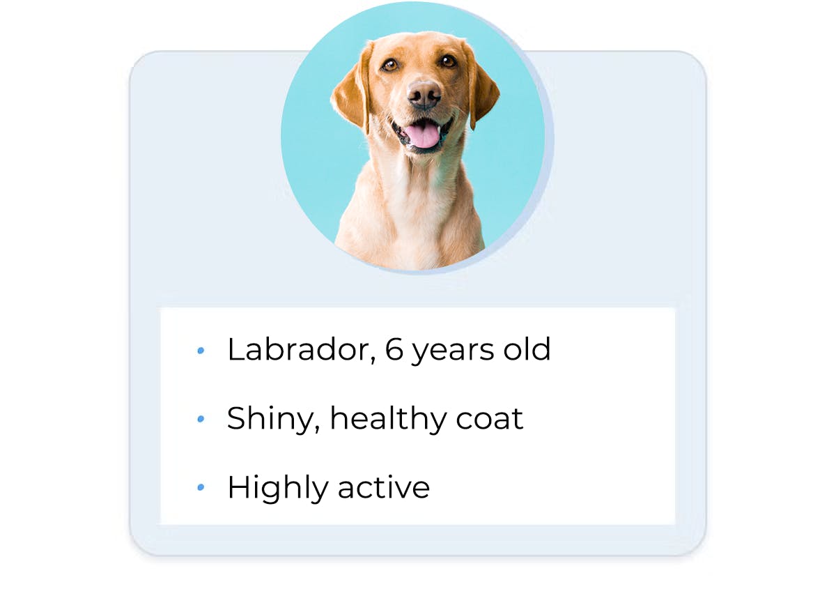 Labrador, 6 years old. Shiny, healthy coat. Highly active.