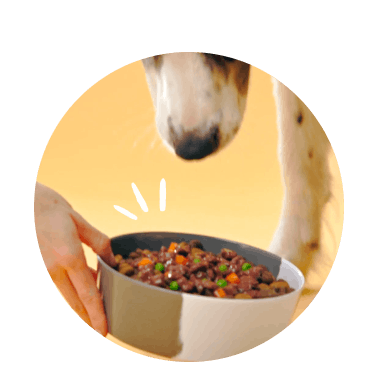 Bowl of tails.com wet dog food being put down for Luna