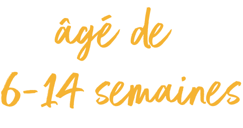 Une image avec le texte "6-14 semaines".