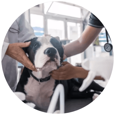 Le Dispensaire Vétérinaire Étudiant de Lyon avec un chien
