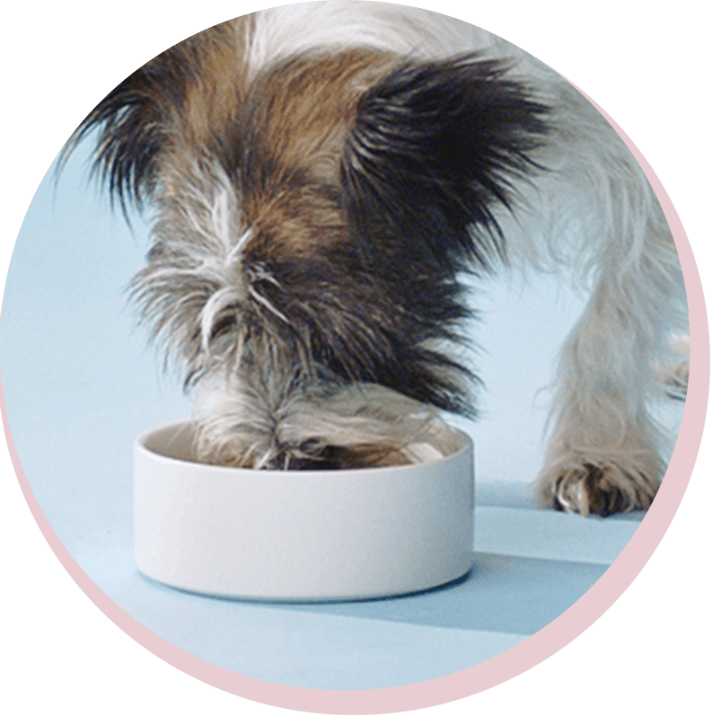 Widget the dog eating from a bowl
