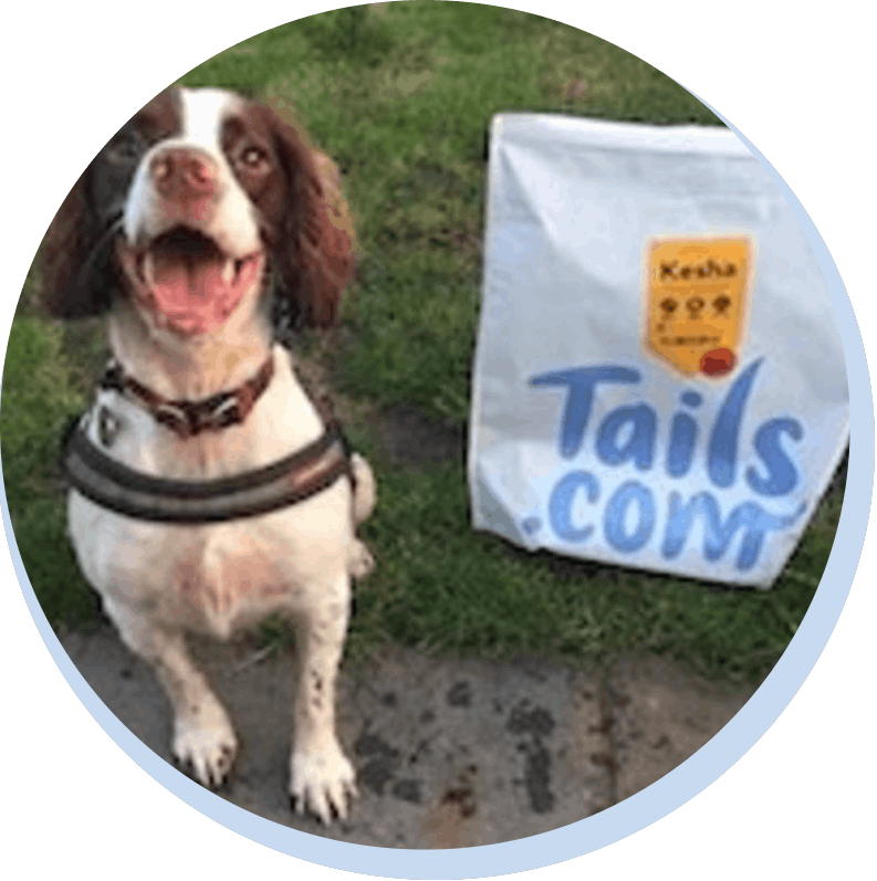 Springer Spaniel Review