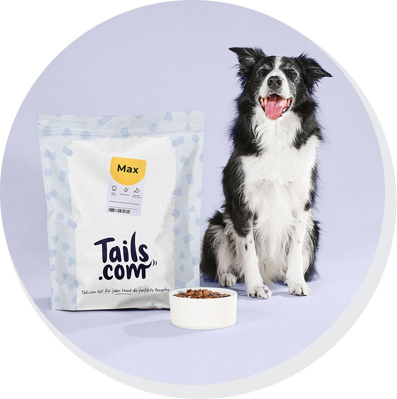 Hund mit hypoallergenem Futter von tails.com