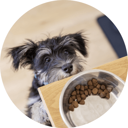 The right nutrition, for life