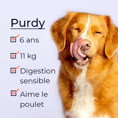 Une photo d'un chien appelé Purdy qui se lèche les lèvres.
