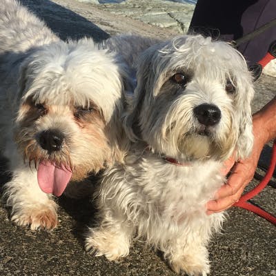 Jean et ses chiens Sophie & Maverick, de Bastia