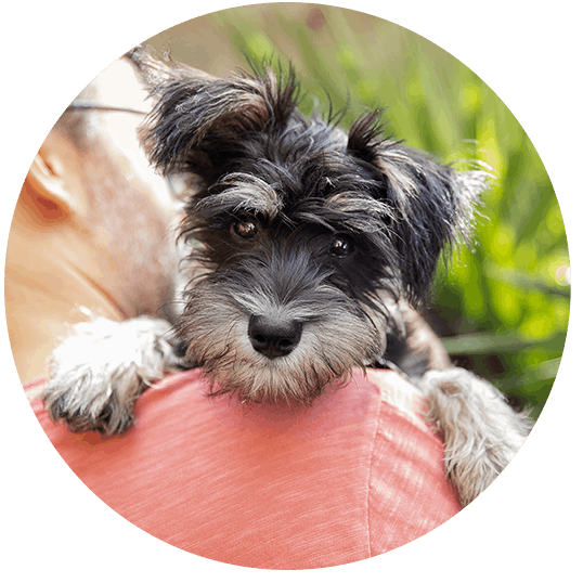 A Schnauzer puppy on the shoulder of it's male owner