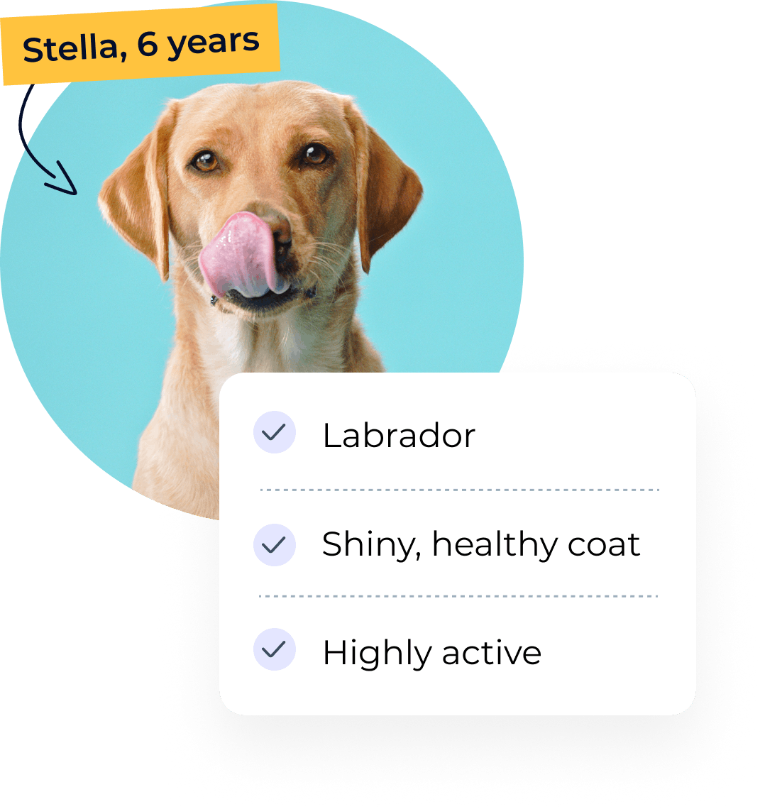Stella - Labrador, 6 years old