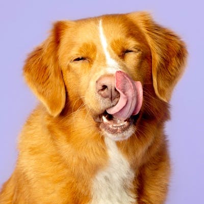 dog licking lips