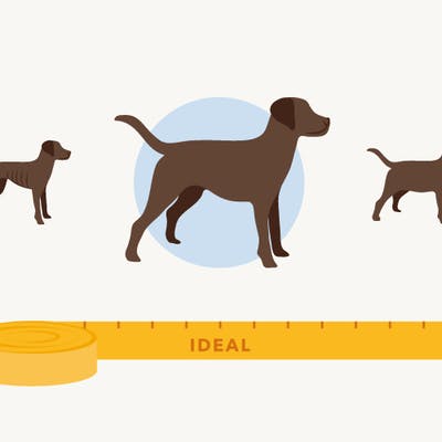 Ideal dog weight image