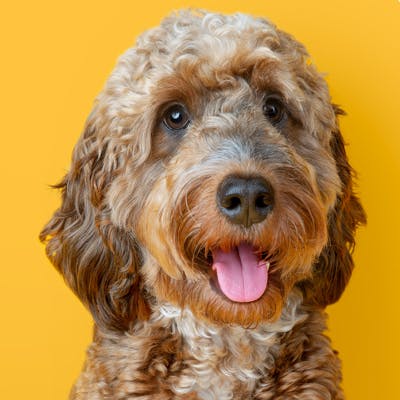 Bingly the cockapoo smiling