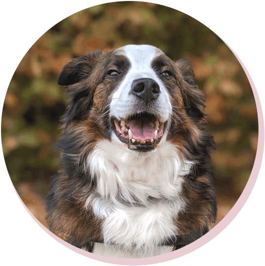 Dog data @