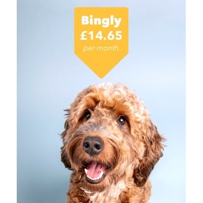 dog with price tag