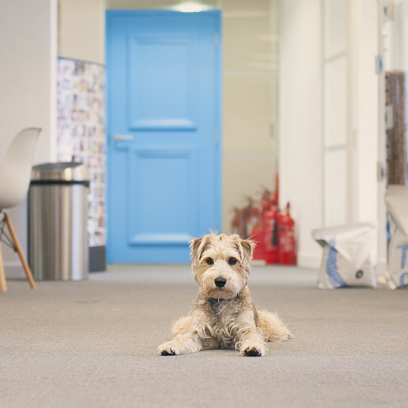 Bear, einer unserer Bürohunde