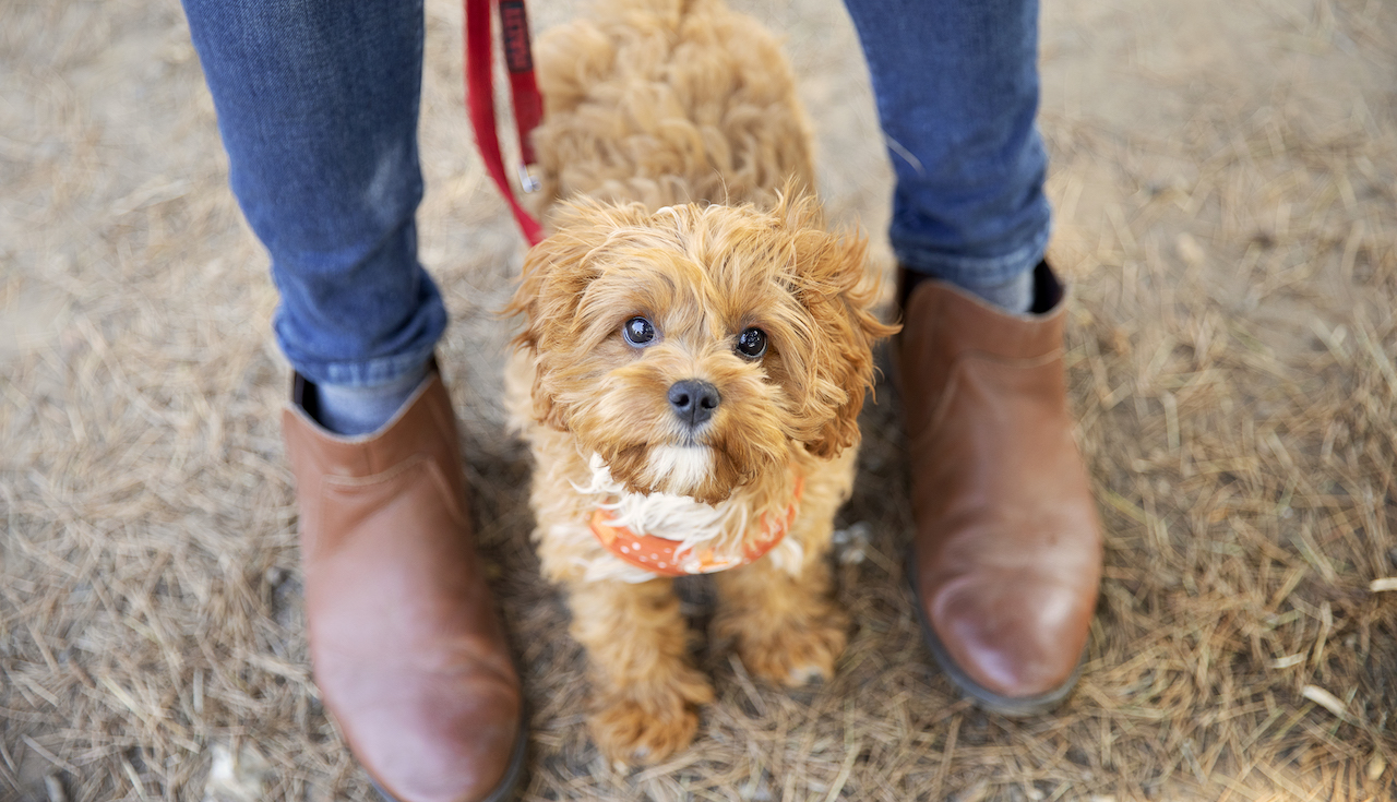 The Puppy Hub | tails.com