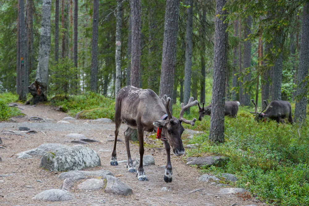 Reindeer in the Wild