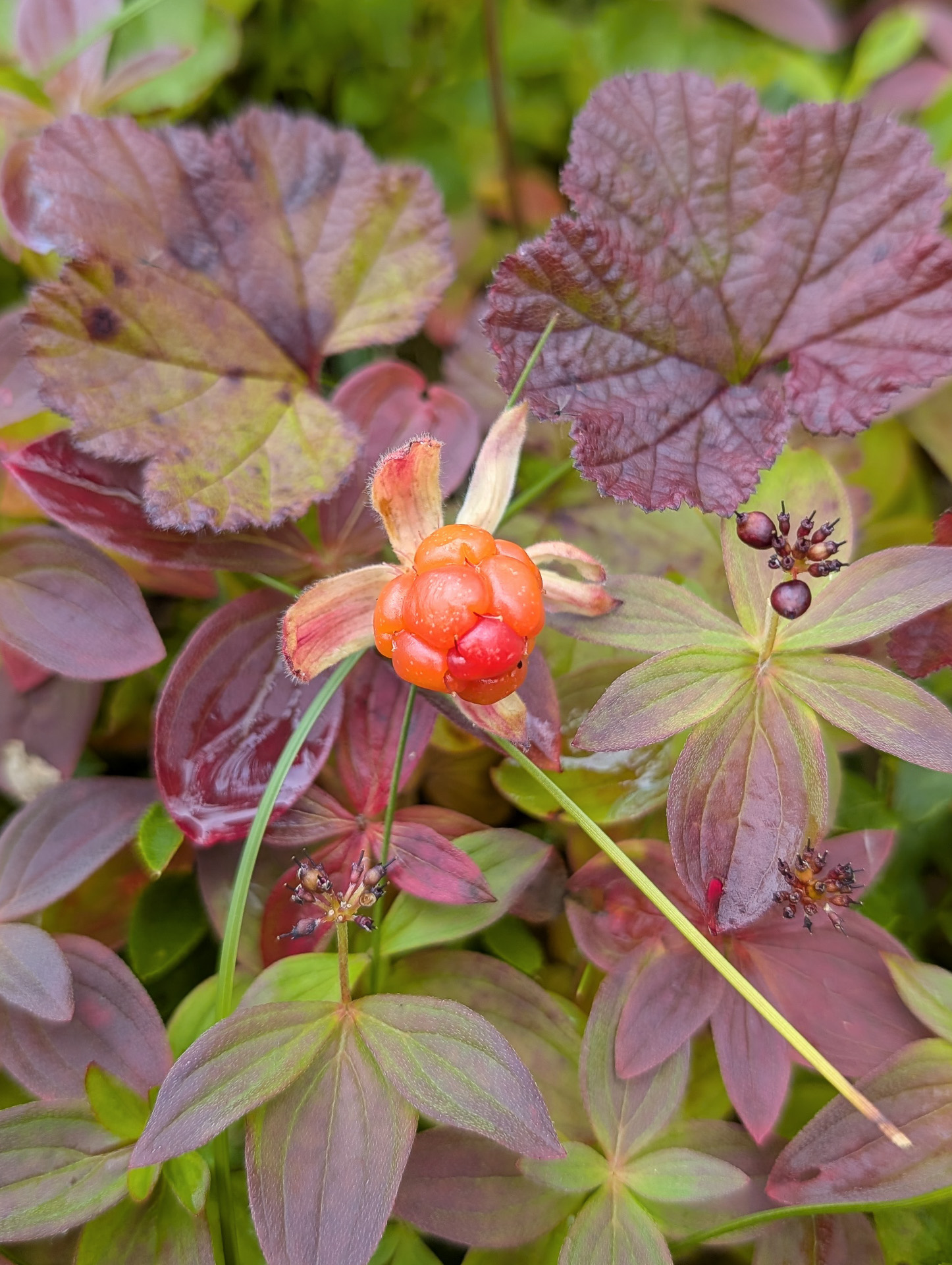 Cloudberry, a symbol of the artic