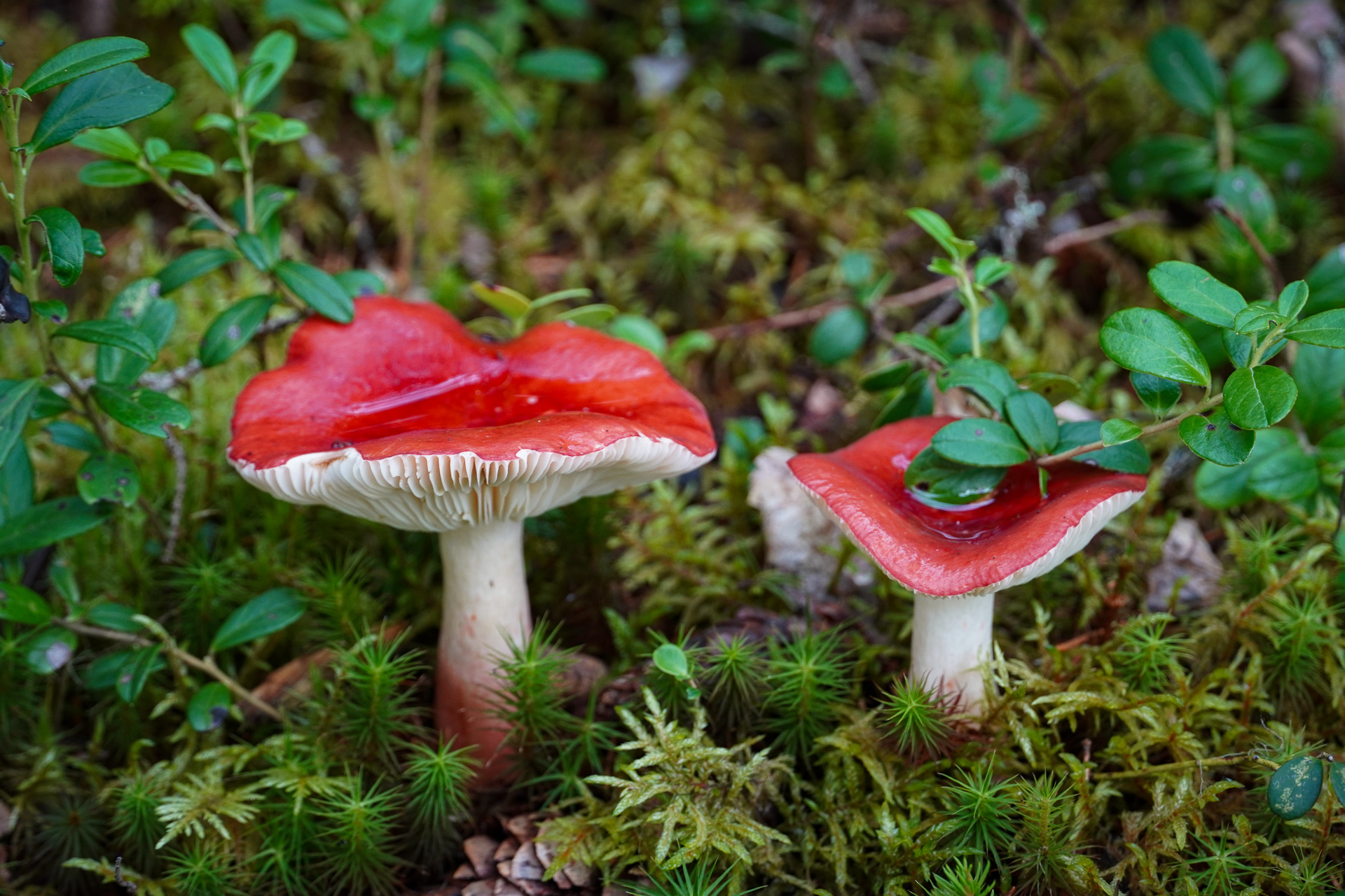 Wild mushrooms in Finland