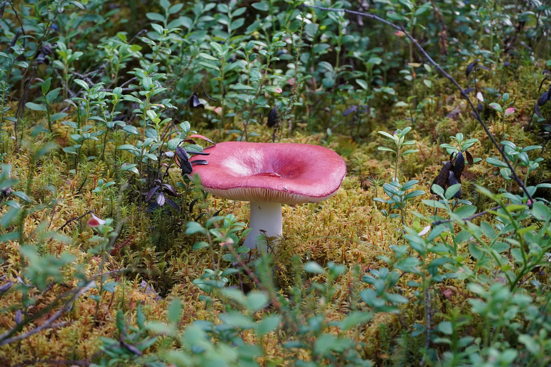 Wild mushrooms in Finland