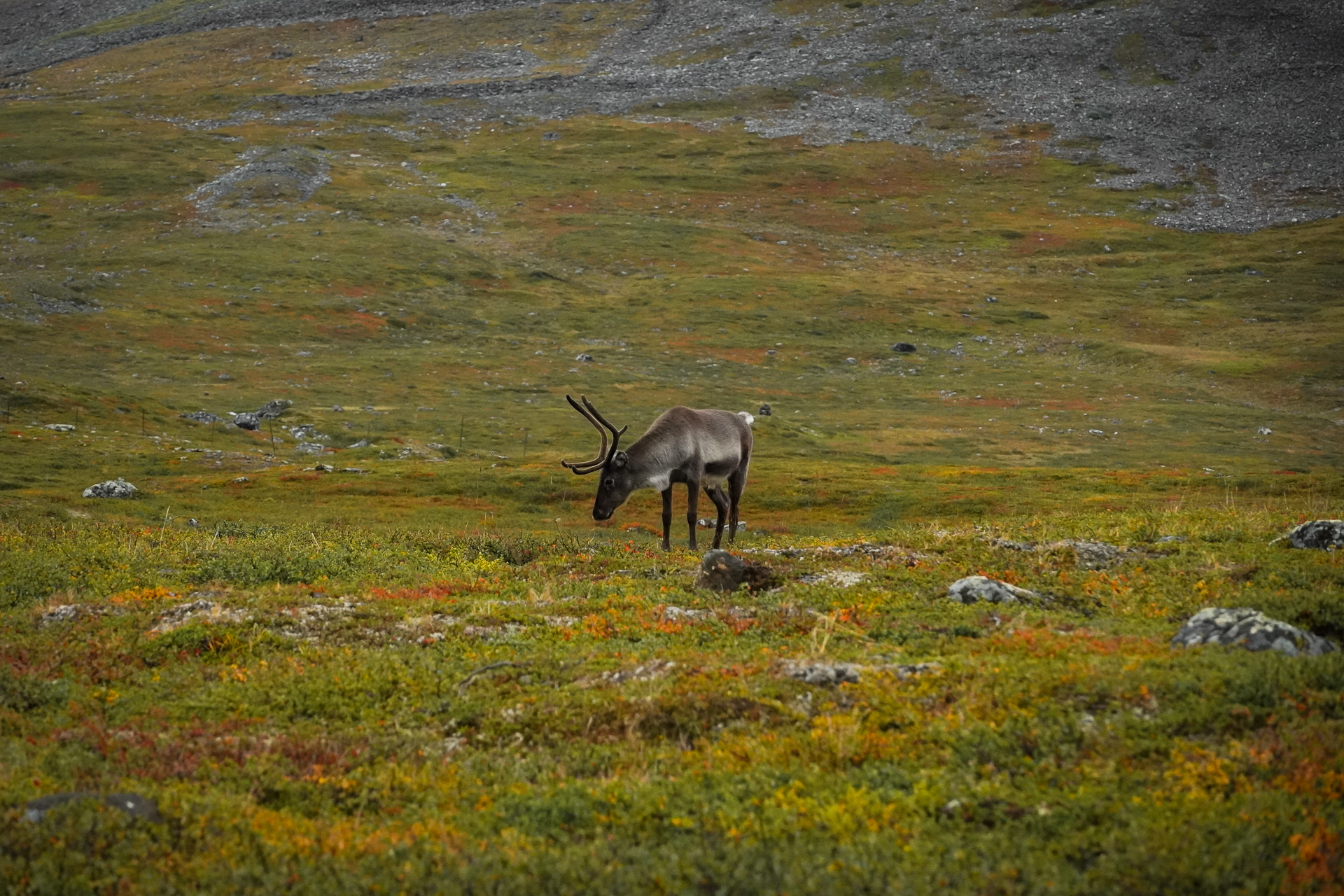 A reindeer in Kungsleden